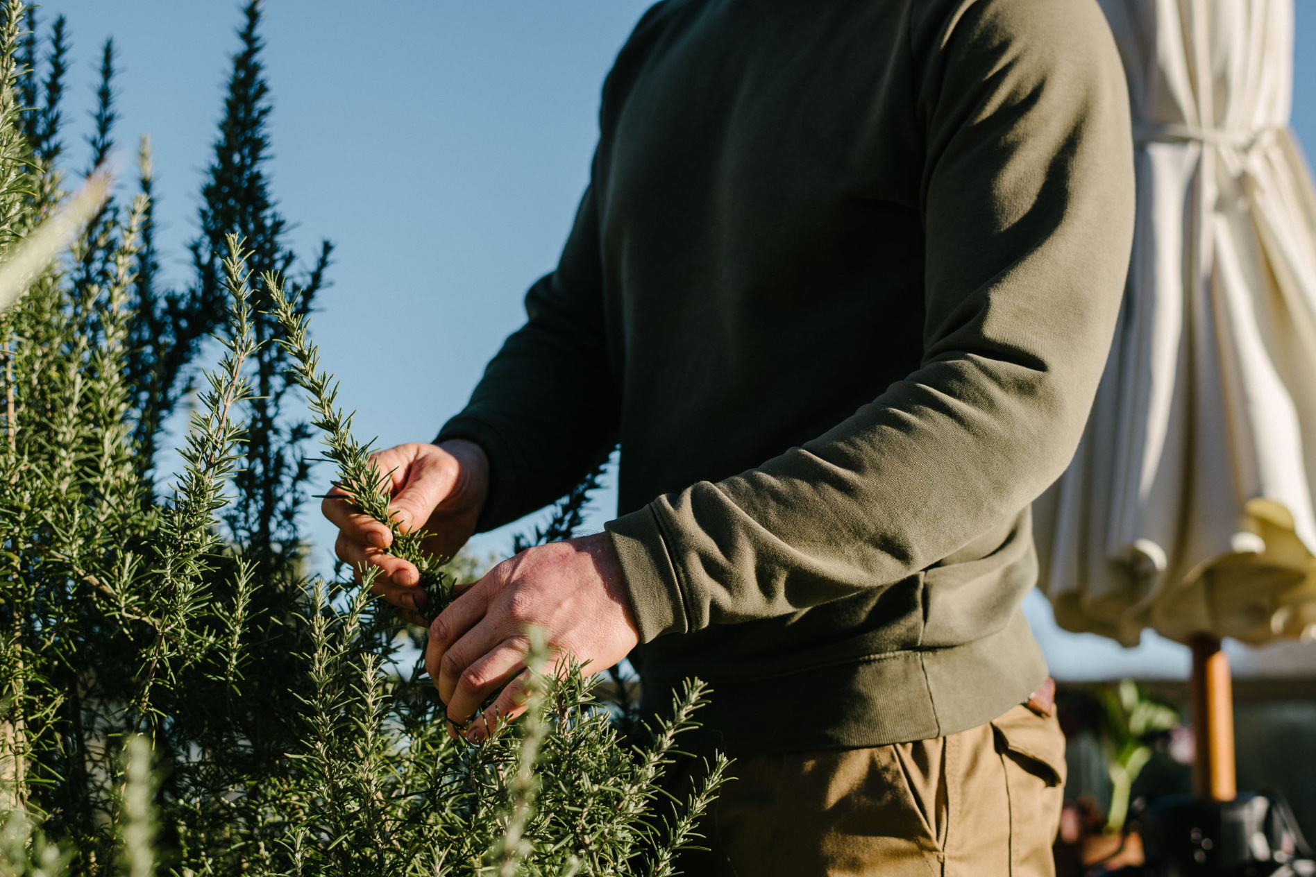 Male employee plucking tree's