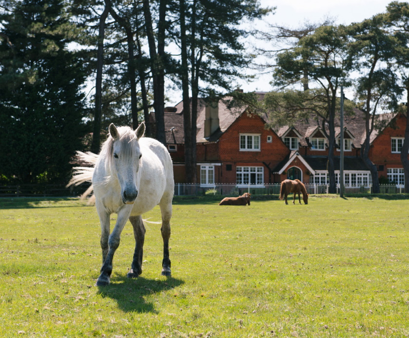 Deer In The New Forest