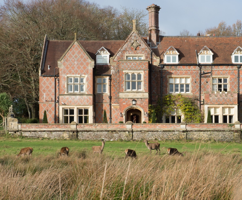 Deer In The New Forest