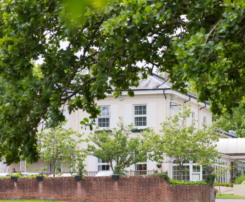 Deer In The New Forest